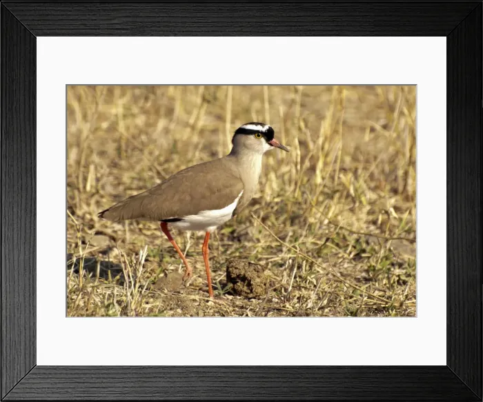 Framed Print : Picture No. 11674947 Framed Print : Picture No. 11674947