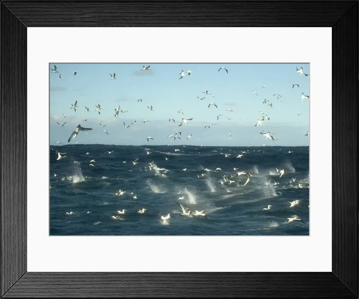 Framed Print : Picture No. 11674948 Framed Print : Picture No. 11674948