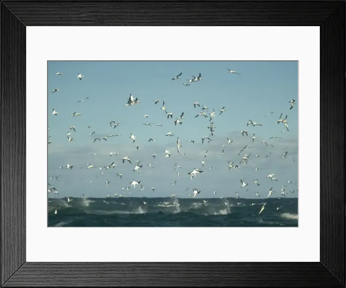 Framed Print : Picture No. 11674949