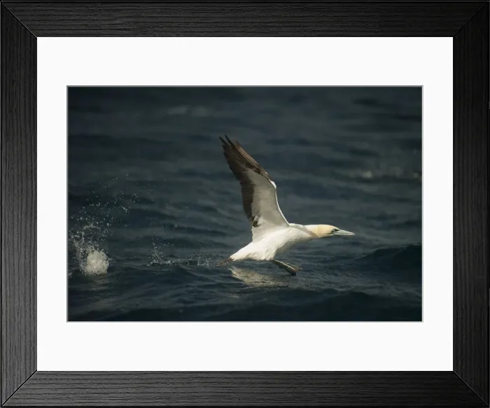 Framed Print : Picture No. 11674950 Framed Print : Picture No. 11674950