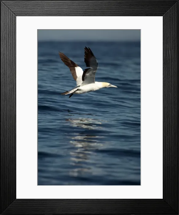 Framed Print : Picture No. 11674951 Framed Print : Picture No. 11674951