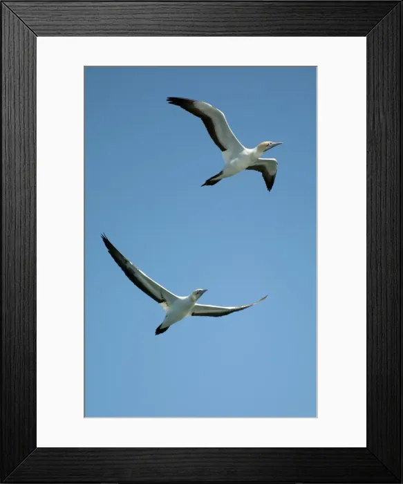 Framed Print : Picture No. 11674952 Framed Print : Picture No. 11674952