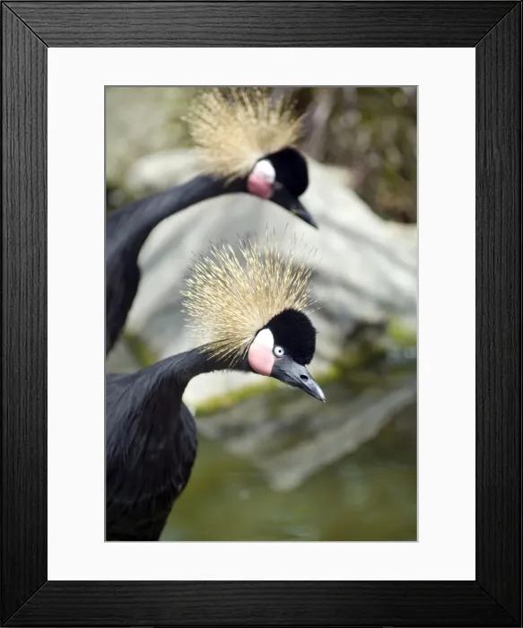 Framed Print : Picture No. 11674953 Framed Print : Picture No. 11674953