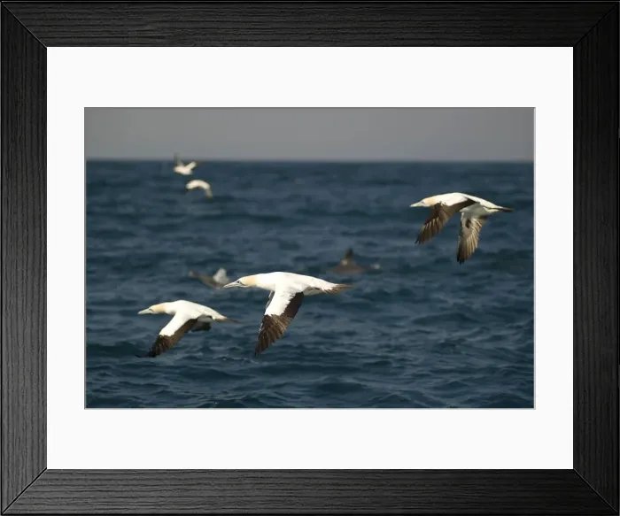 Framed Print : Picture No. 11674942 Framed Print : Picture No. 11674942