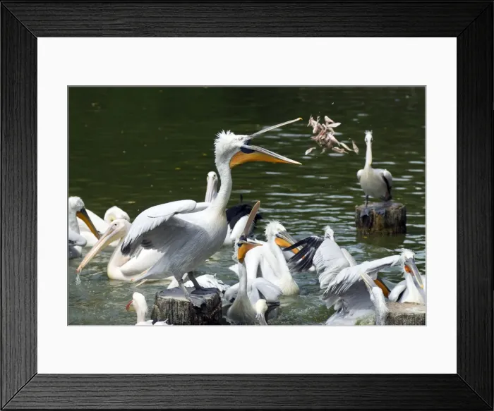 Framed Print : Picture No. 11674955 Framed Print : Picture No. 11674955