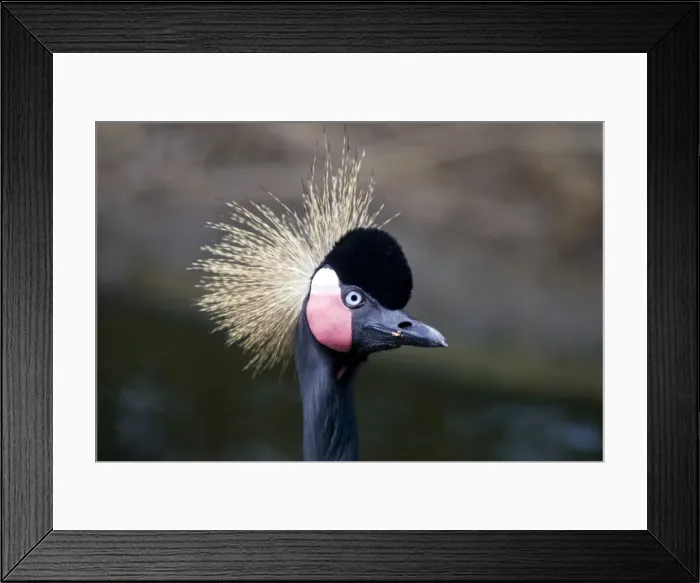 Framed Print : Picture No. 11674954 Framed Print : Picture No. 11674954