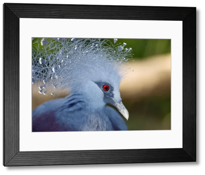 Framed Print : Picture No. 11674956 Framed Print : Picture No. 11674956