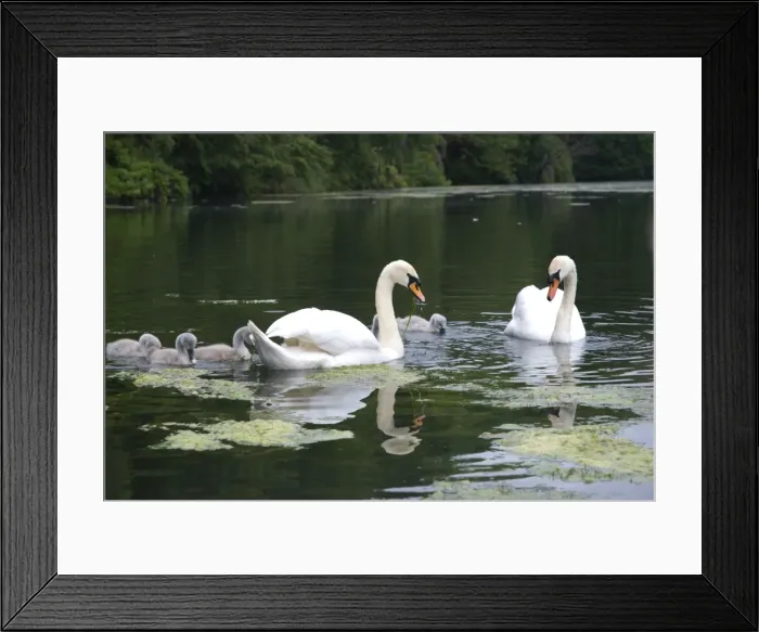 Framed Print : Picture No. 11674957 Framed Print : Picture No. 11674957