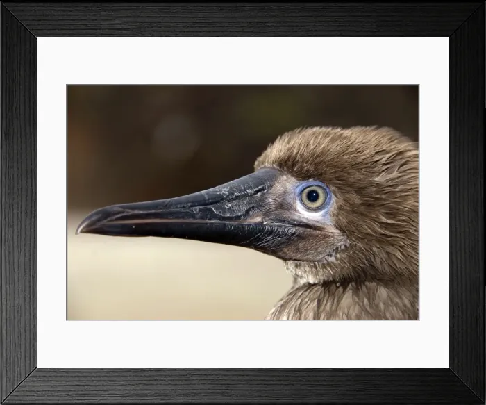 Framed Print : Picture No. 11674959 Framed Print : Picture No. 11674959