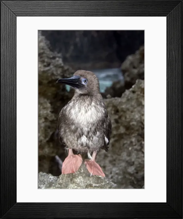 Framed Print : Picture No. 11674958 Framed Print : Picture No. 11674958
