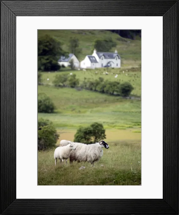 Framed Print : Picture No. 11674983 Framed Print : Picture No. 11674983