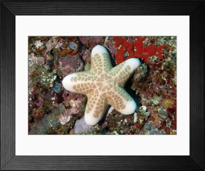 Framed Print : Picture No. 11674988 Framed Print : Picture No. 11674988