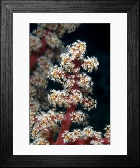 Framed Print : Picture No. 11674989 Framed Print : Picture No. 11674989
