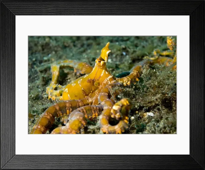 Framed Print : Picture No. 11674990 Framed Print : Picture No. 11674990