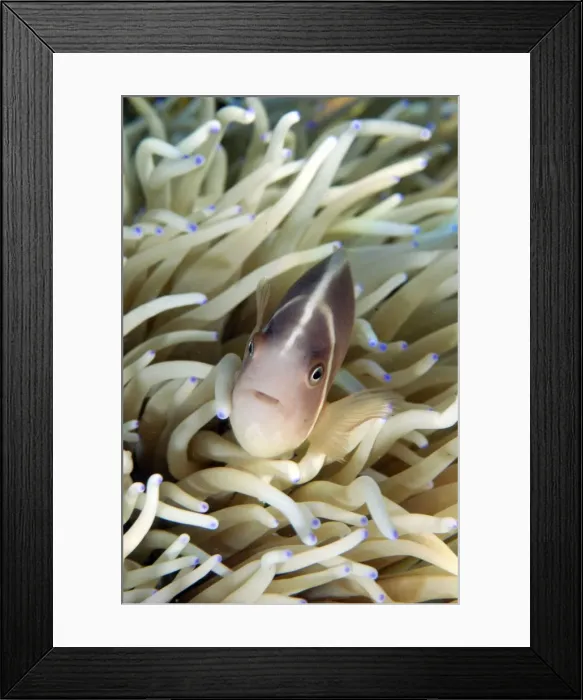 Framed Print : Picture No. 11674987 Framed Print : Picture No. 11674987