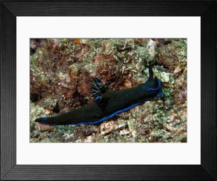 Framed Print : Picture No. 11674992