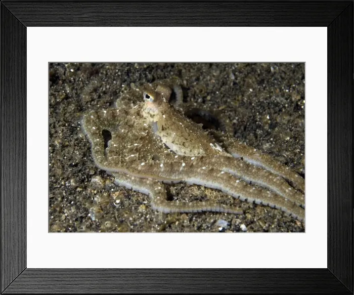Framed Print : Picture No. 11674991 Framed Print : Picture No. 11674991