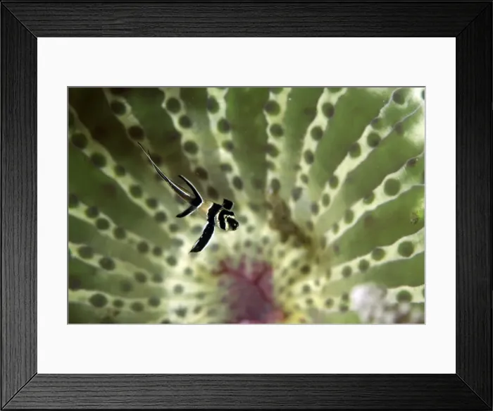 Framed Print : Picture No. 11674994 Framed Print : Picture No. 11674994