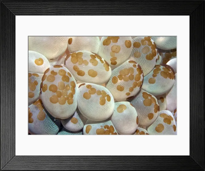 Framed Print : Picture No. 11674993 Framed Print : Picture No. 11674993