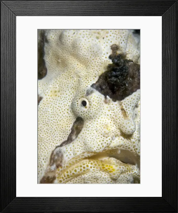 Framed Print : Picture No. 11674996 Framed Print : Picture No. 11674996