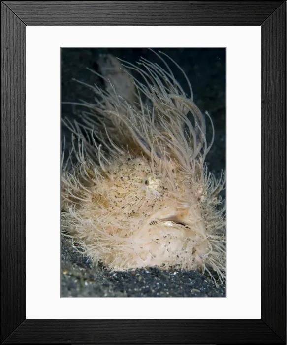 Framed Print : Picture No. 11674995 Framed Print : Picture No. 11674995