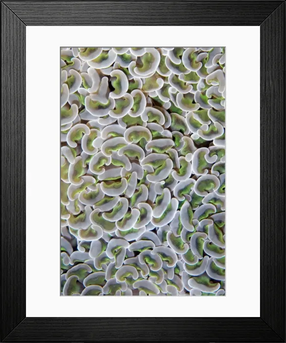 Framed Print : Picture No. 11674998 Framed Print : Picture No. 11674998