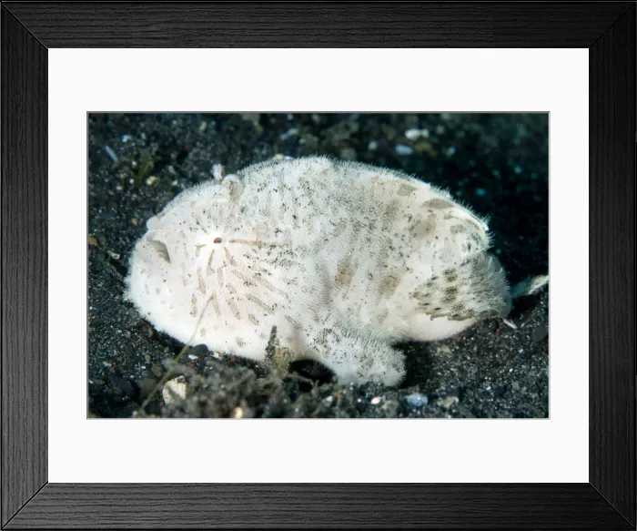 Framed Print : Picture No. 11674997