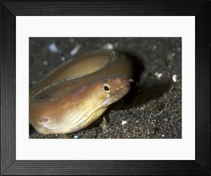 Framed Print : Picture No. 11675000 Framed Print : Picture No. 11675000