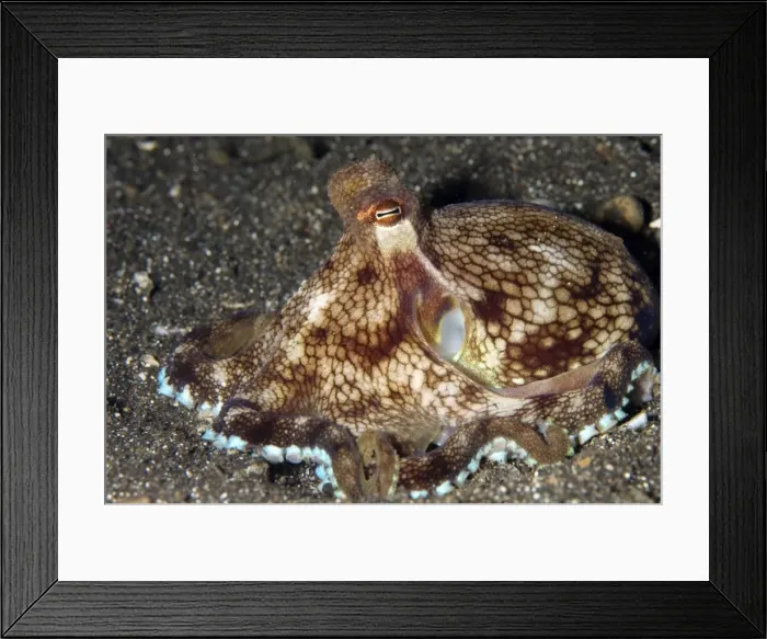 Framed Print : Picture No. 11675001 Framed Print : Picture No. 11675001
