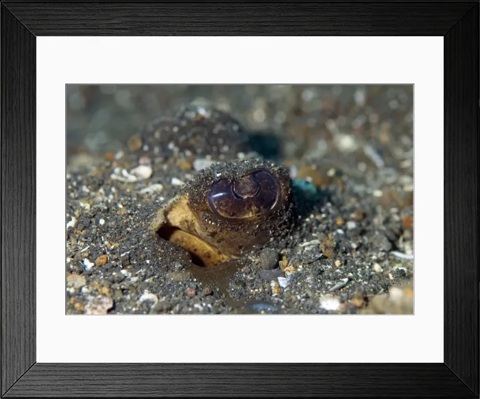 Framed Print : Picture No. 11675002 Framed Print : Picture No. 11675002