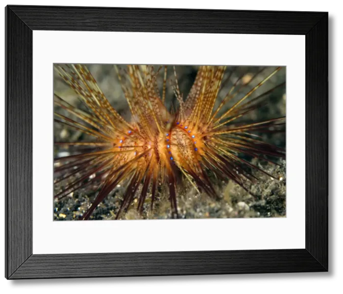 Framed Print : Picture No. 11675003 Framed Print : Picture No. 11675003