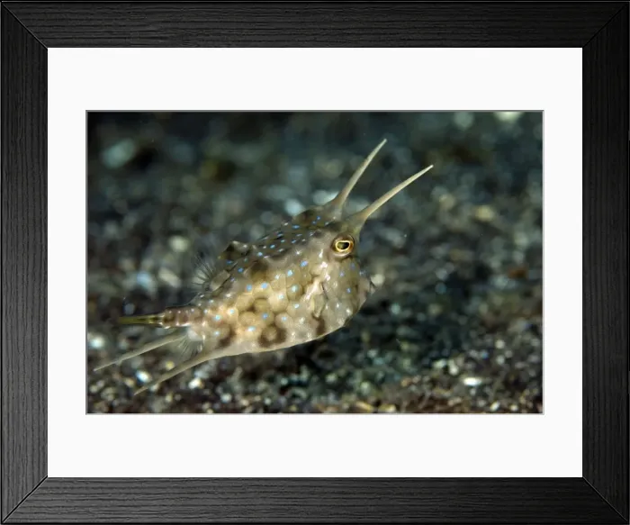 Framed Print : Picture No. 11675004 Framed Print : Picture No. 11675004