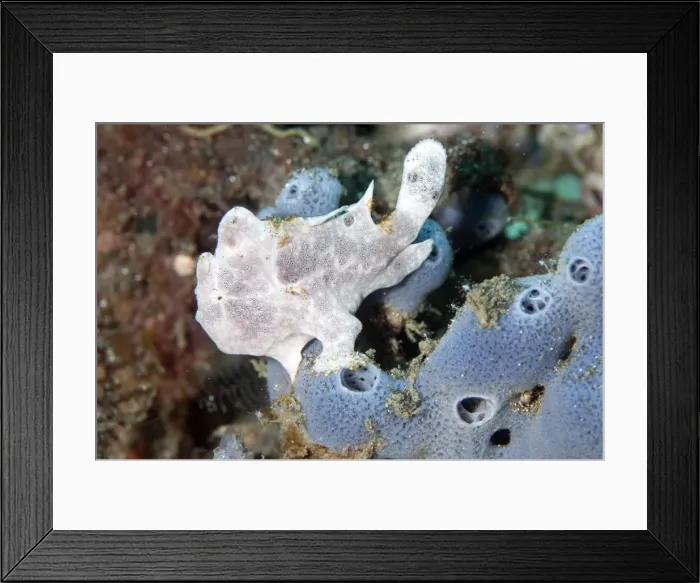 Framed Print : Picture No. 11674999