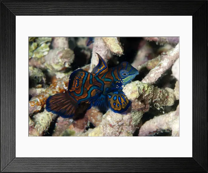 Framed Print : Picture No. 11675006 Framed Print : Picture No. 11675006