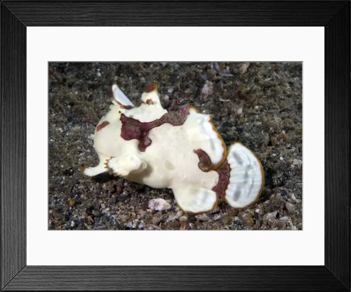 Framed Print : Picture No. 11675007 Framed Print : Picture No. 11675007