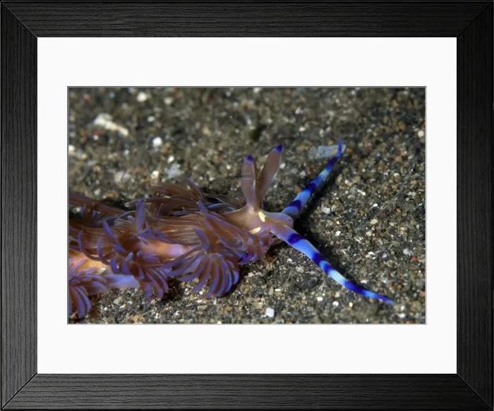 Framed Print : Picture No. 11675009 Framed Print : Picture No. 11675009