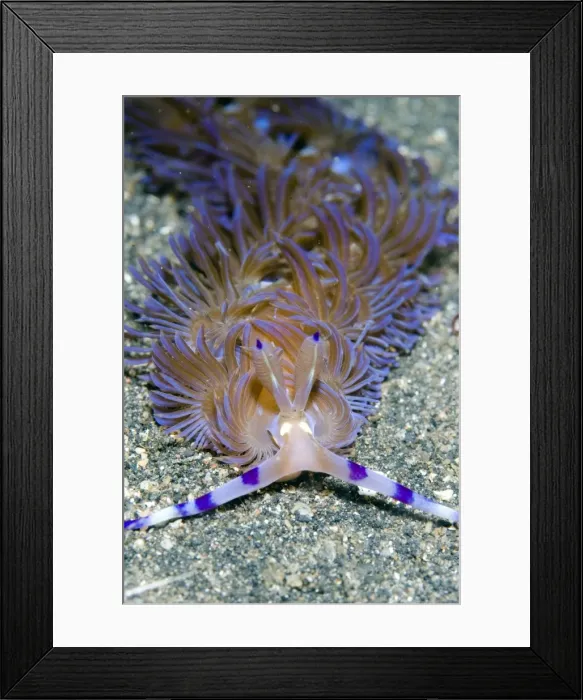 Framed Print : Picture No. 11675008 Framed Print : Picture No. 11675008