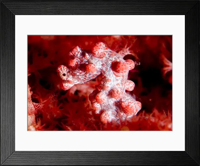 Framed Print : Picture No. 11675011 Framed Print : Picture No. 11675011