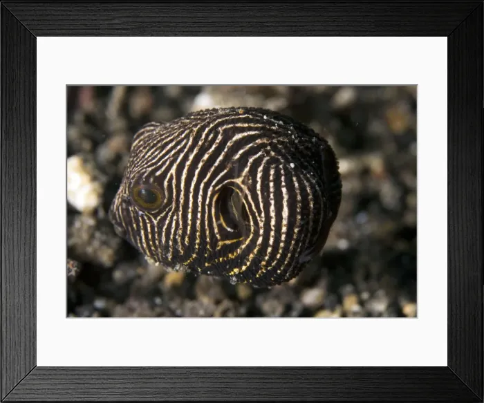 Framed Print : Picture No. 11675012 Framed Print : Picture No. 11675012