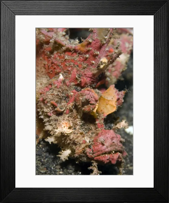 Framed Print : Picture No. 11675013 Framed Print : Picture No. 11675013