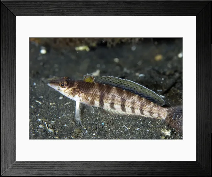 Framed Print : Picture No. 11675010 Framed Print : Picture No. 11675010