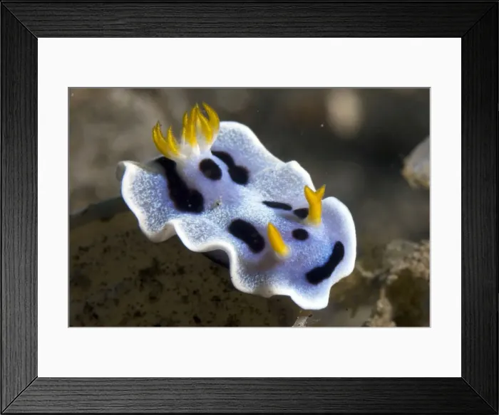 Framed Print : Picture No. 11675015 Framed Print : Picture No. 11675015