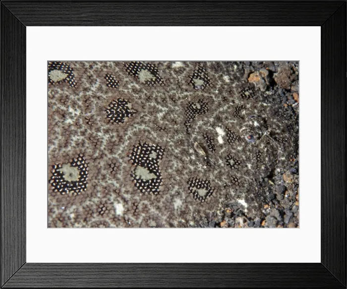 Framed Print : Picture No. 11675014 Framed Print : Picture No. 11675014