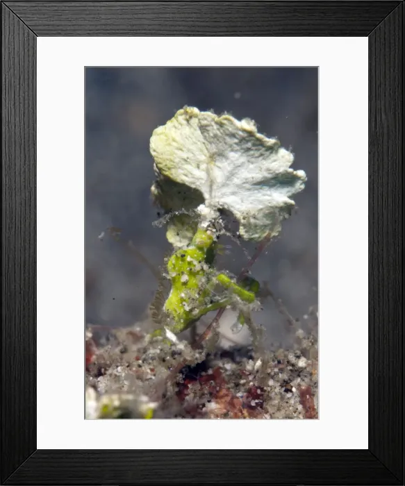 Framed Print : Picture No. 11675016 Framed Print : Picture No. 11675016