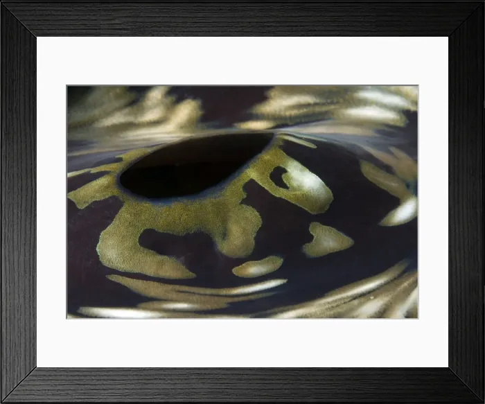 Framed Print : Picture No. 11675017 Framed Print : Picture No. 11675017