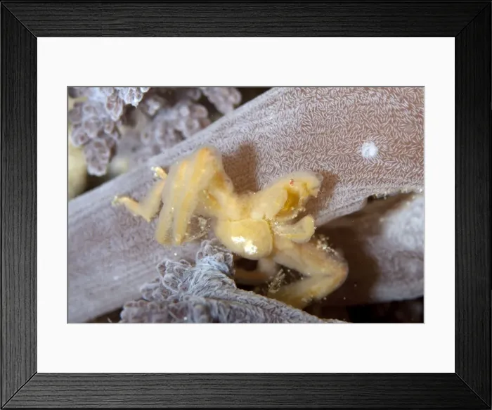Framed Print : Picture No. 11675019 Framed Print : Picture No. 11675019