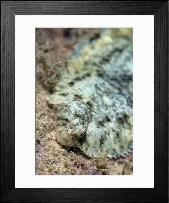 Framed Print : Picture No. 11675018 Framed Print : Picture No. 11675018