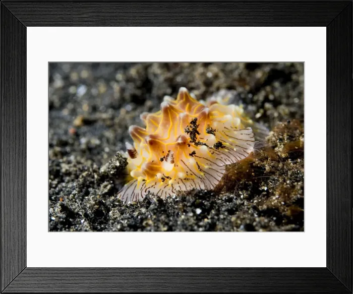 Framed Print : Picture No. 11675021 Framed Print : Picture No. 11675021