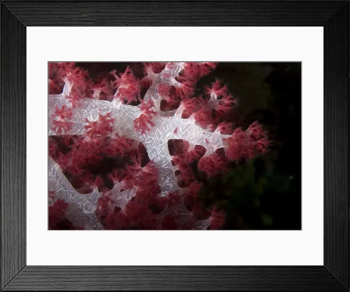 Framed Print : Picture No. 11675020 Framed Print : Picture No. 11675020