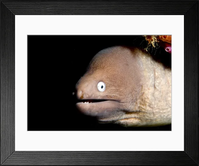 Framed Print : Picture No. 11675023 Framed Print : Picture No. 11675023